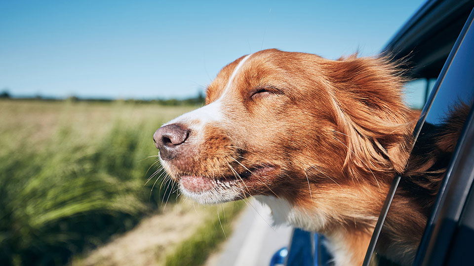 Pet Friendly Hotel Fayetteville